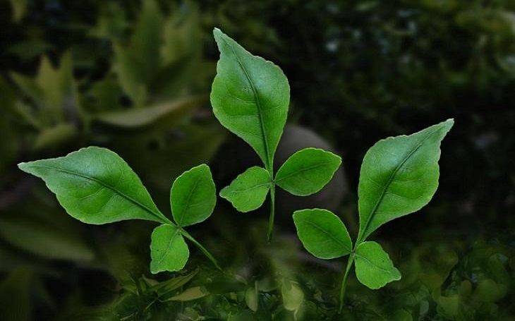 श्रावण मास में बेल पत्र का महत्त्व